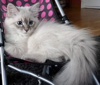 mimmi