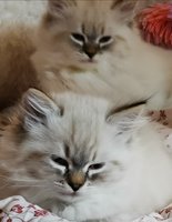 kattungar