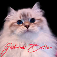 Gedminas Bettan